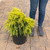 Juniperus chinensis Saybrook Gold 238518